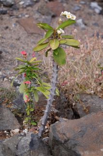 2021-03-GranCan-La_Isleta-PM-NN-45.JPG